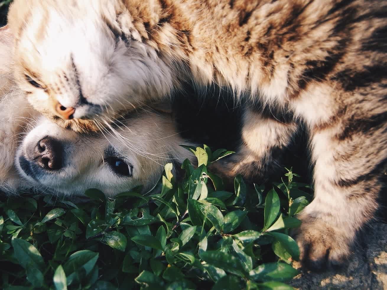 Go to "5 Cat-Friendly Dog Breeds" article