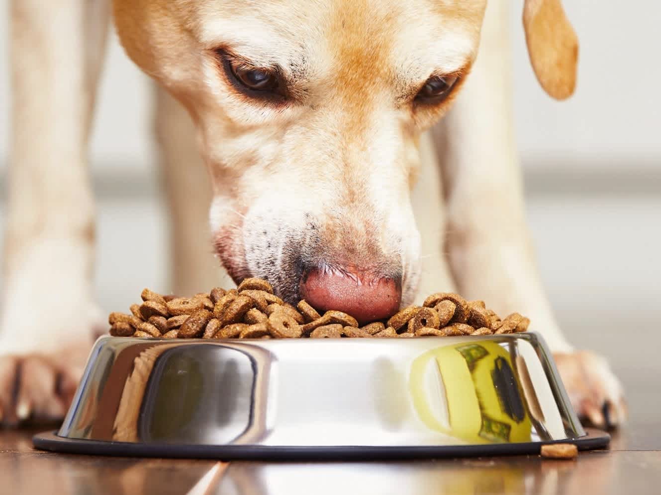 Go to "Insight into the Best Dog Food for Allergies" article
