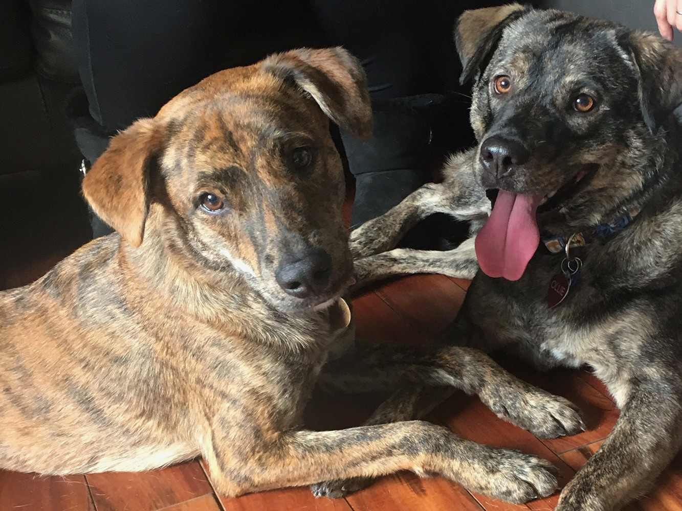 Go to "Embark Reunites Sibling Pups Separated after Hurricane Harvey" article