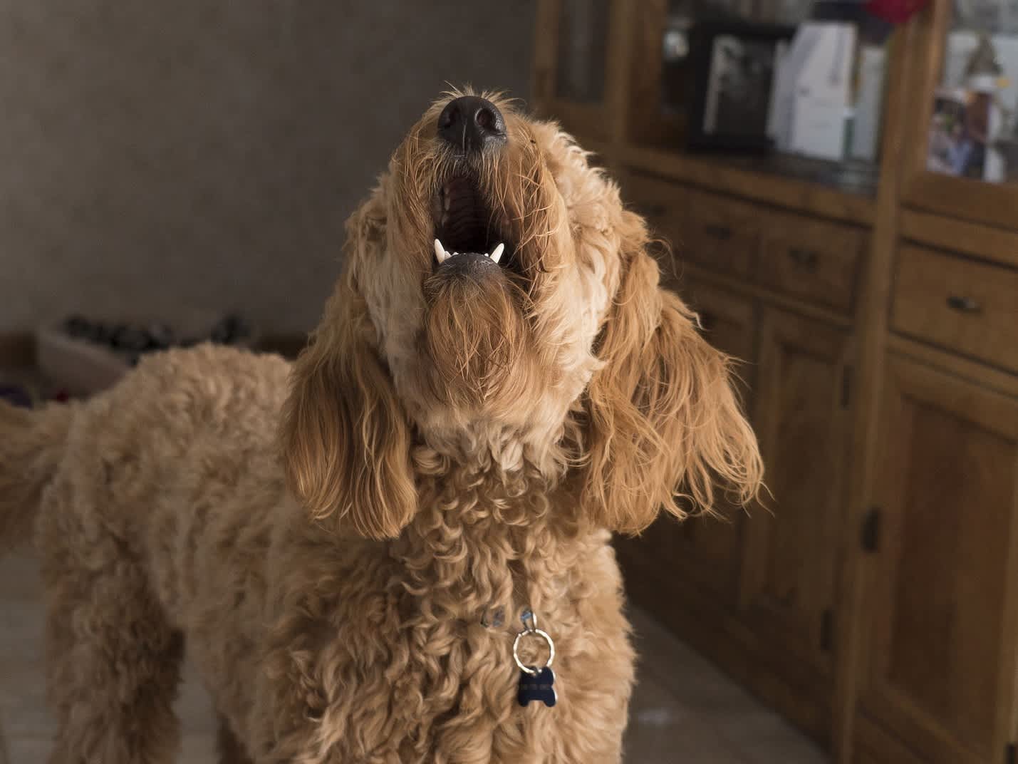 Go to "Dogs Sounds and What They Mean" article
