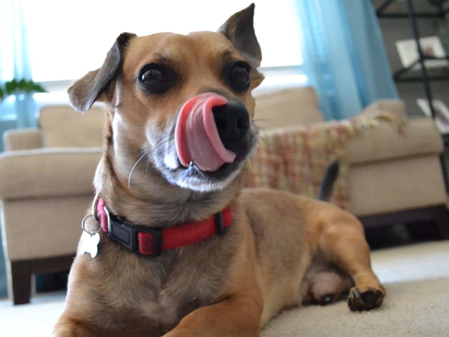 Go to "7 Benefits of Fostering a Dog" article