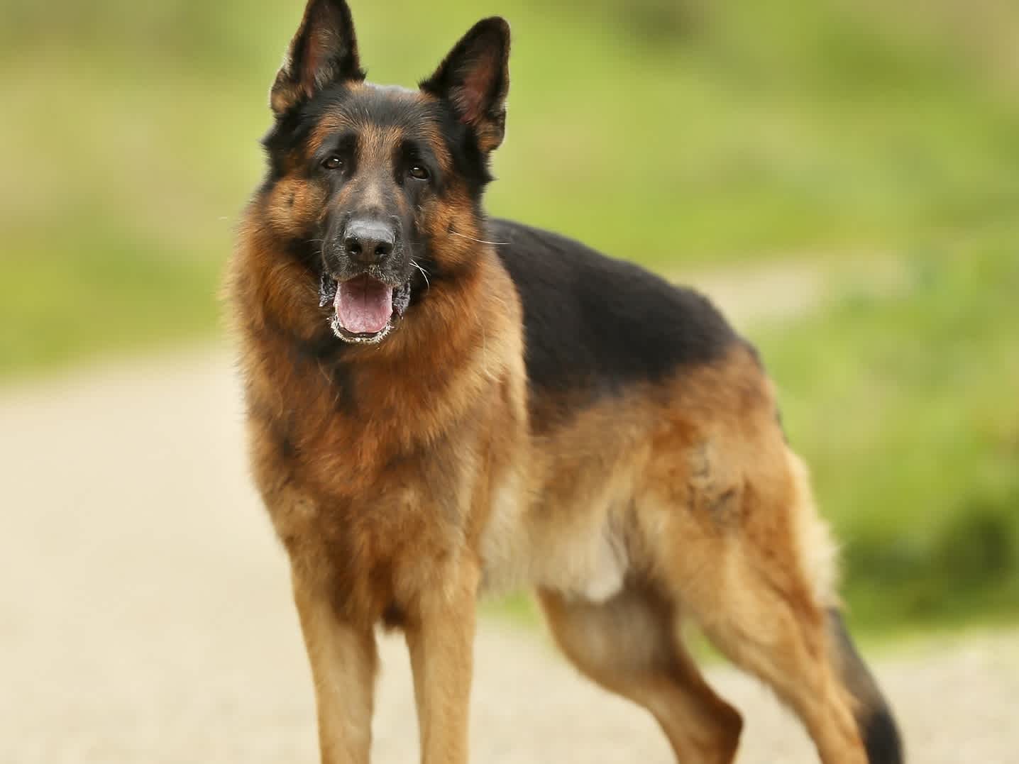 Go to "A Guide to German Shepherds" article