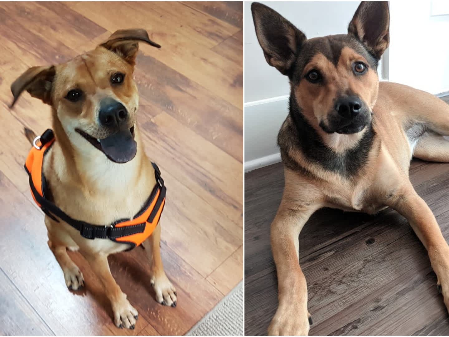 Go to "Embark Connects Related Dogs With Doggy DNA Relative Finder: Viva and Bella" article
