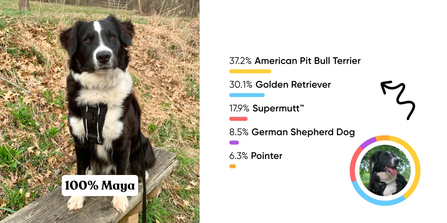 Maya, a black and white dog who looks like a Border Collie, sitting on a wooden bench outdoors. Her Embark DNA results show 37.2% American Pit Bull Terrier, 30.1% Golden Retriever, 17.9% Supermutt, 8.5% German Shepherd Dog, and 6.3% Pointer.