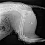 Case 4 R Lateral Hips_Stifles