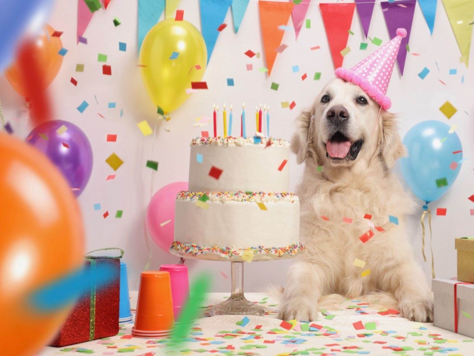 Go to "A Gift Guide for Your Dog’s Birthday" article