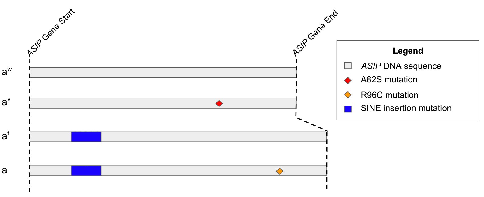 Learn about the A Locus