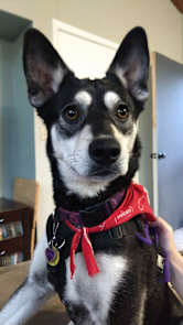 embark dog