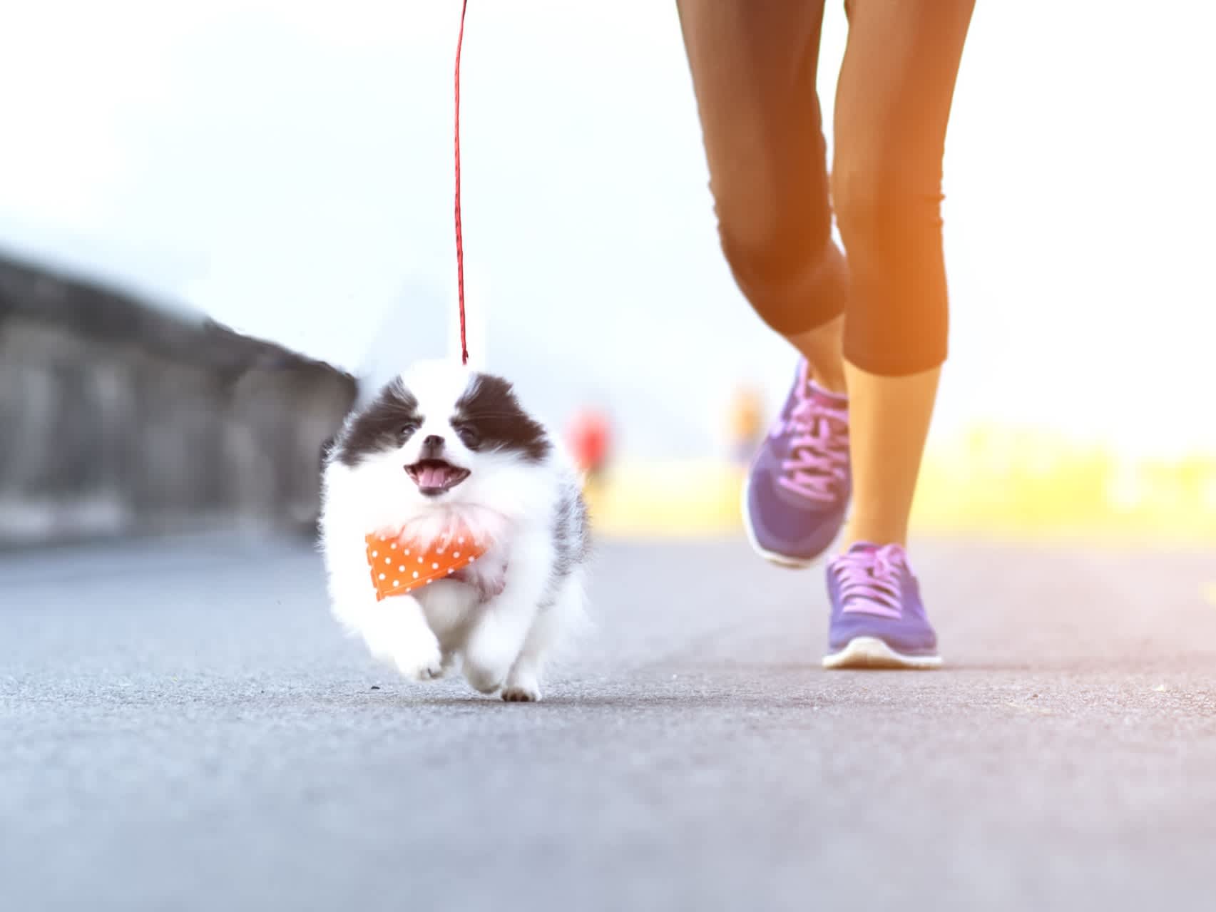 Go to "Tips for Running With Your Dog" article
