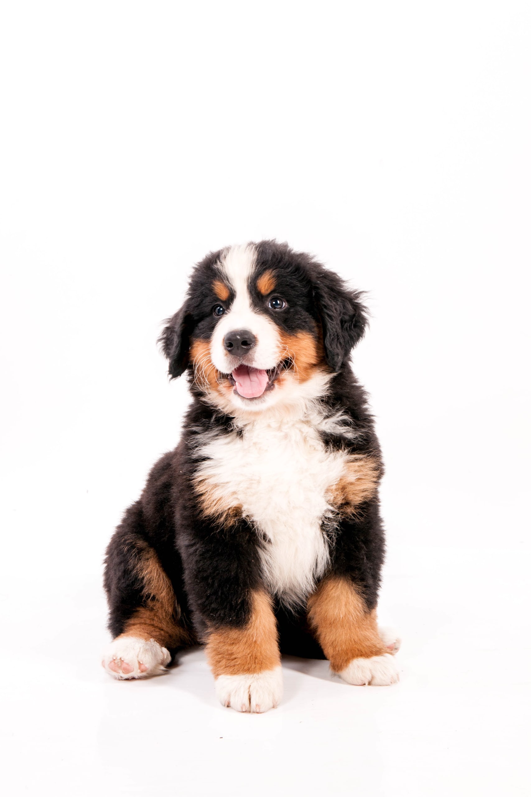 Genetic Health Testing for Bernese Mountain Dogs Embarkvet