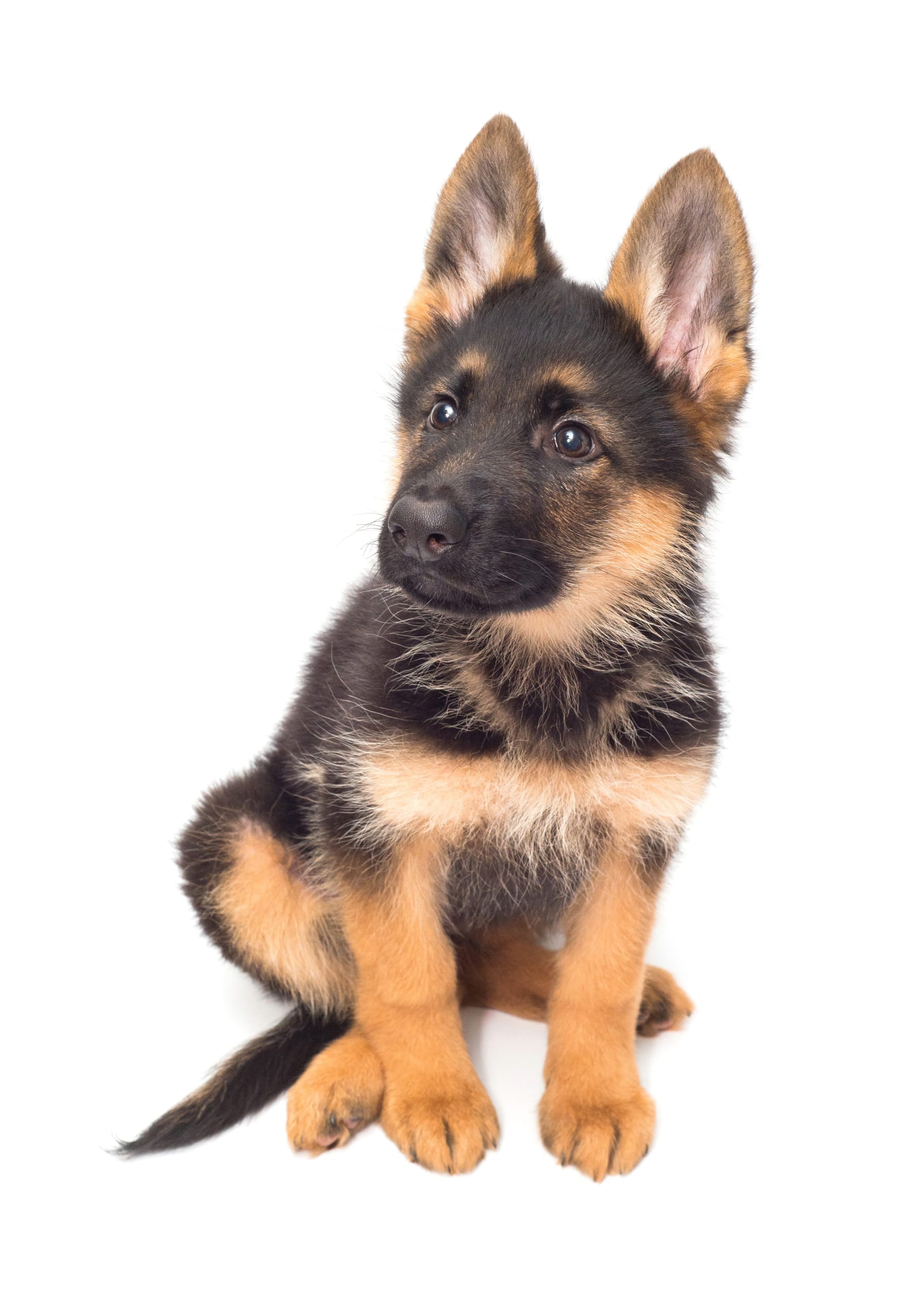 Health Testing for German Shepherd Dogs Embarkvet