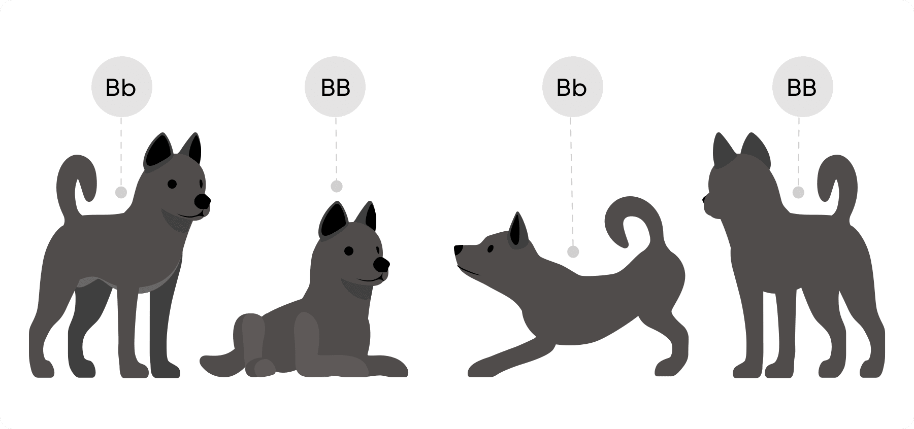 Four black puppies with uppercase B genotypes