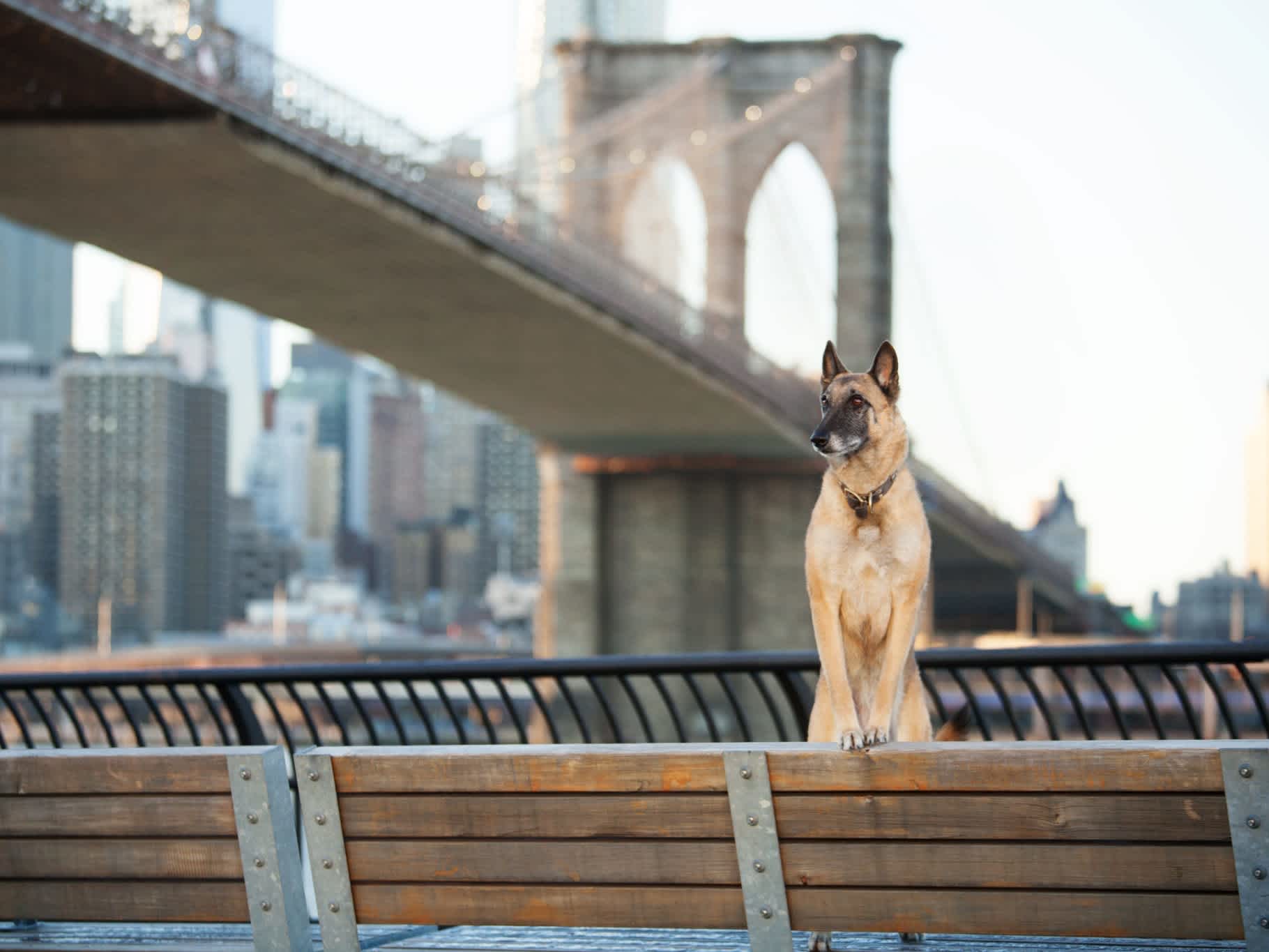 Go to "Top Dog-Friendly Locations and Events in New York City" article