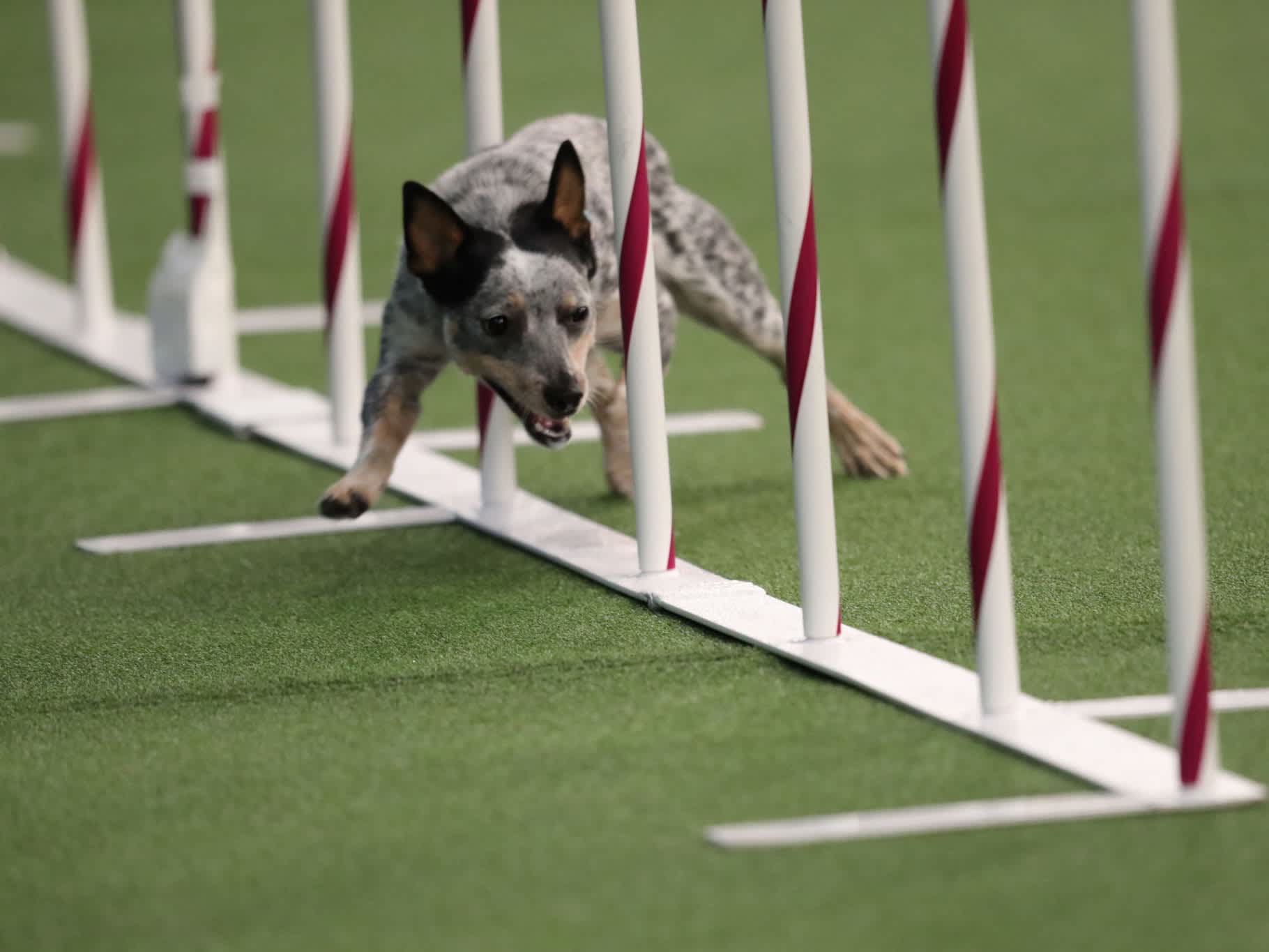 Go to "Fastest Westminster All-American Agility Dogs Test With Embark" article