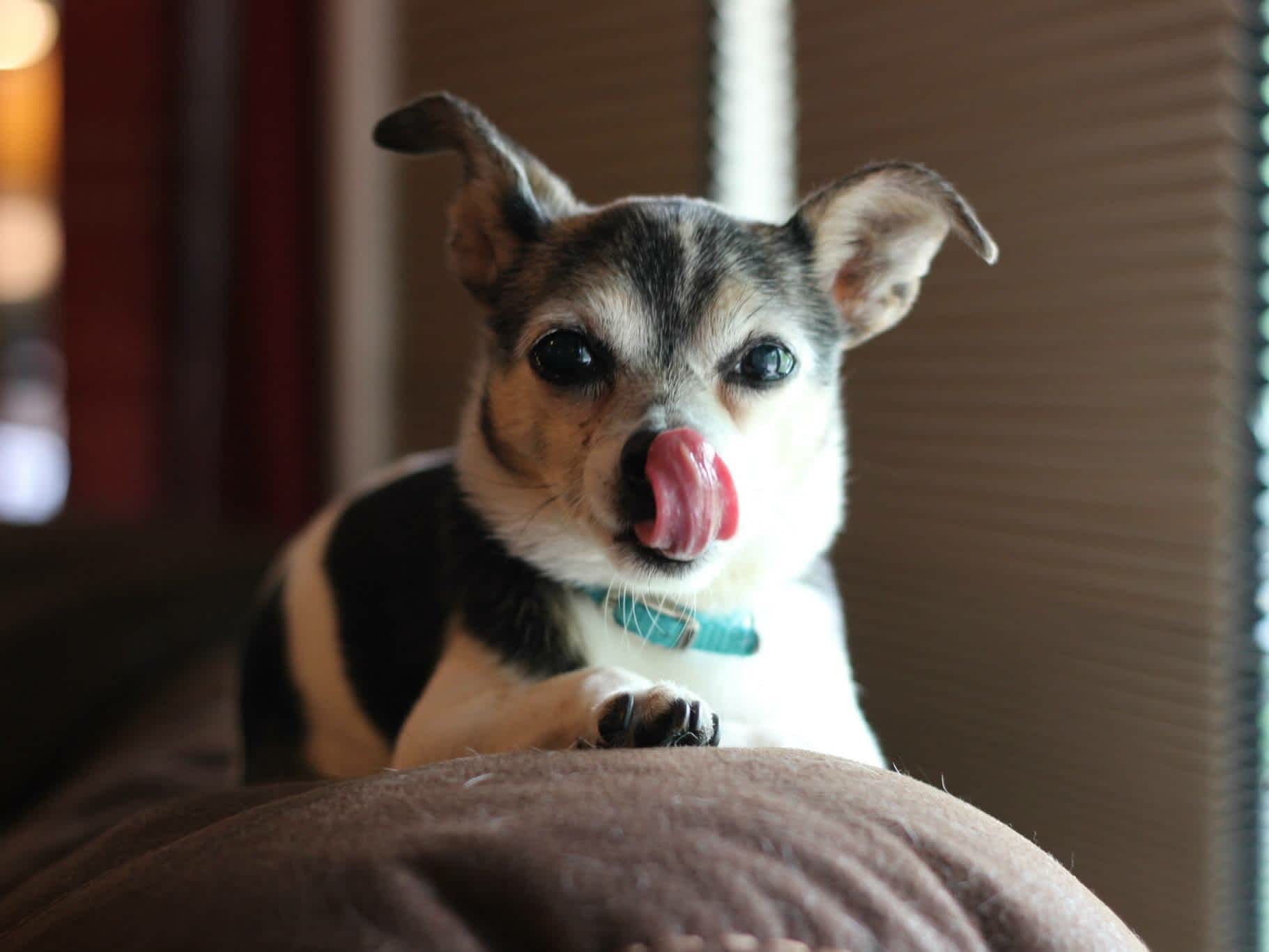 Go to "Adopting a Dog: The First Week" article