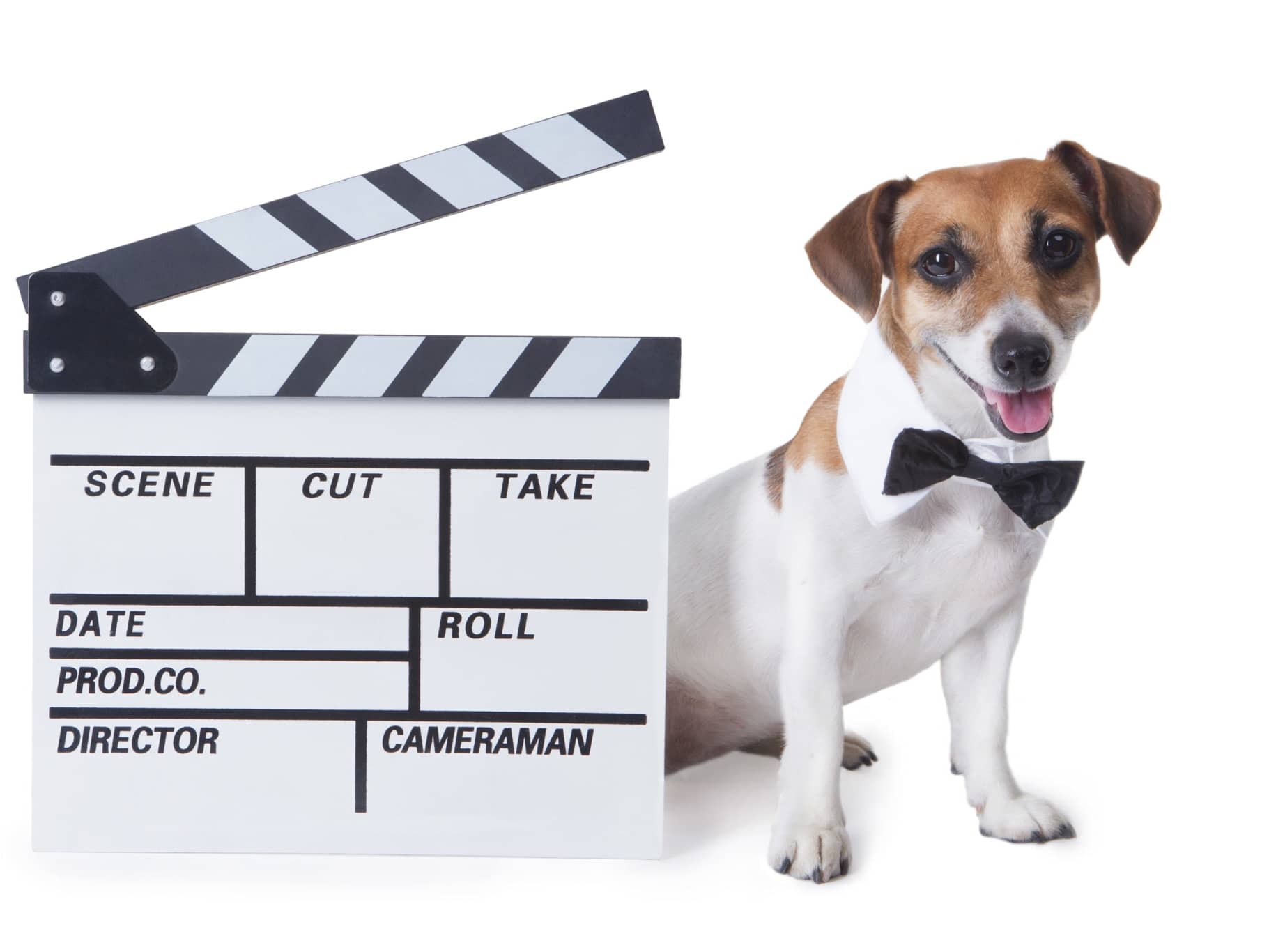 Go to "QUIZ: Which Famous Movie Dog Are You?" article