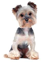 embark yorkshire terrier grey