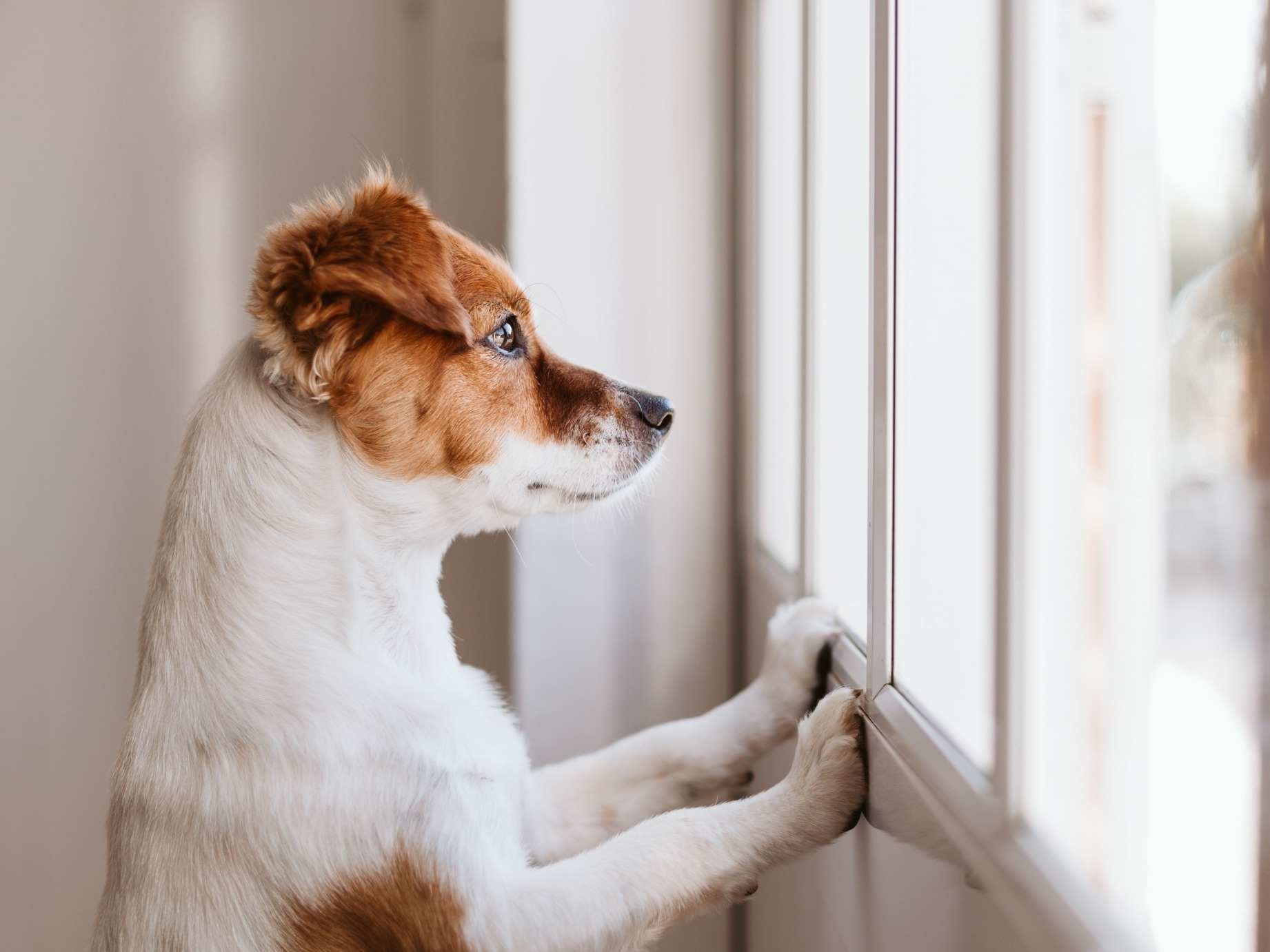 Go to "Post-Pandemic Separation Anxiety in Dogs" article