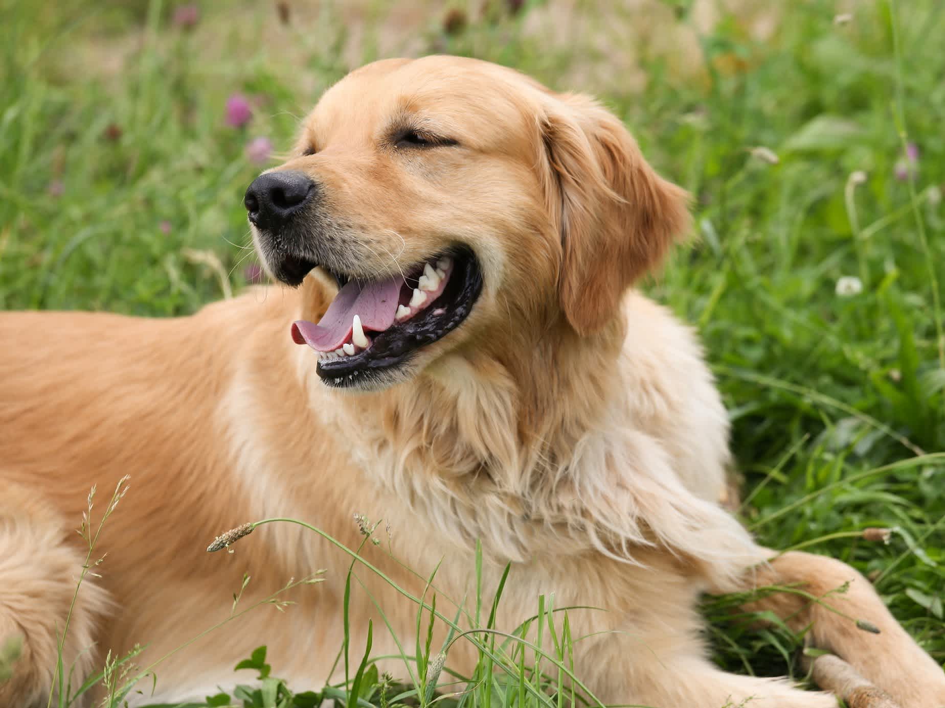 Go to "A Guide to Golden Retrievers" article