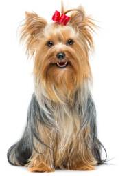 embark yorkie smiling