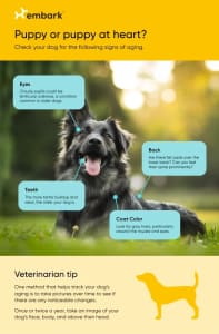 Dog age infographic