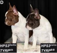 Go to "Embark for Breeders Dog DNA Test Includes Cocoa Trait" article