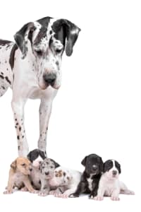 greatdane-social