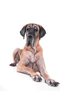 greatdane-old