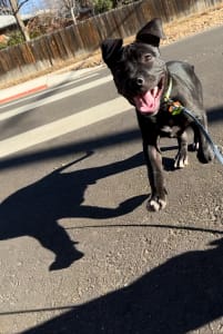 An American Pit Bull Terrier puppy happily running on a sidewalk.