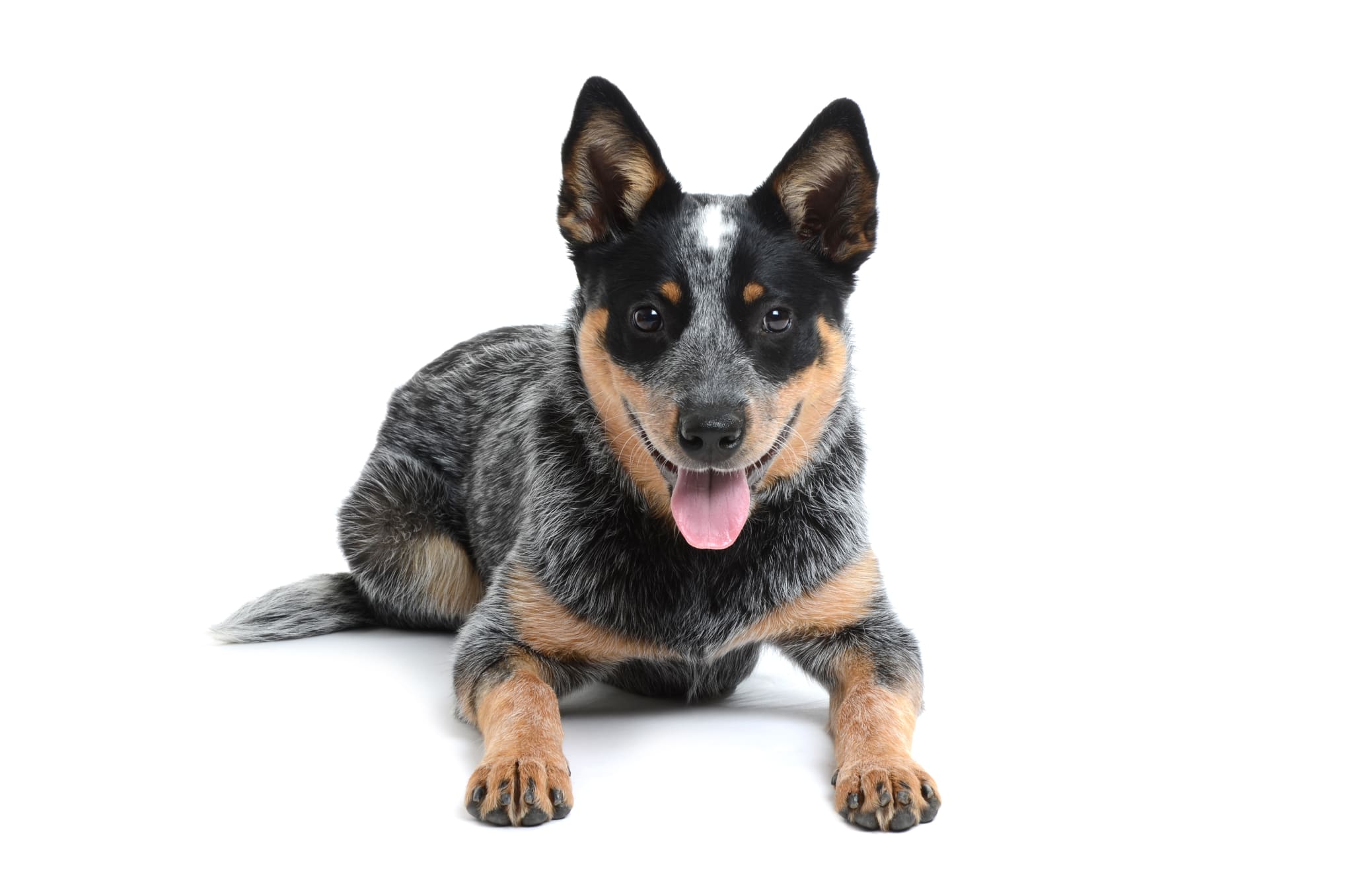 Australian Cattle Dog