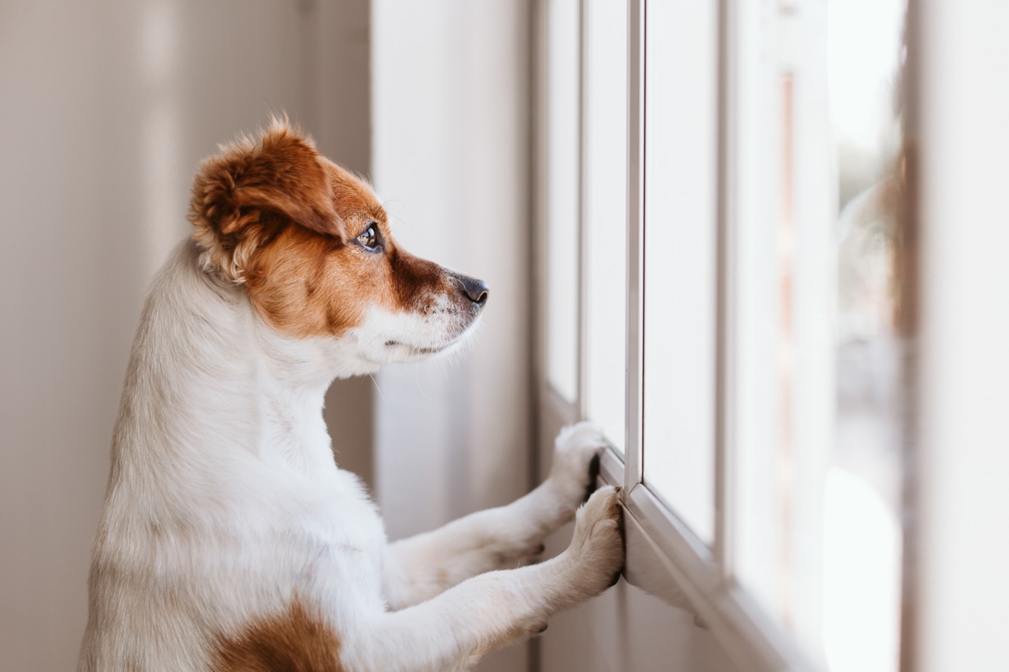 PostPandemic Separation Anxiety in Dogs Embarkvet