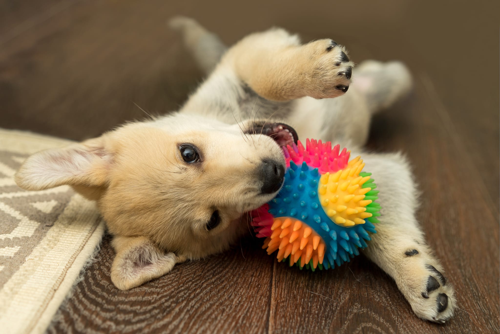Puppy laying on floor chewing toy