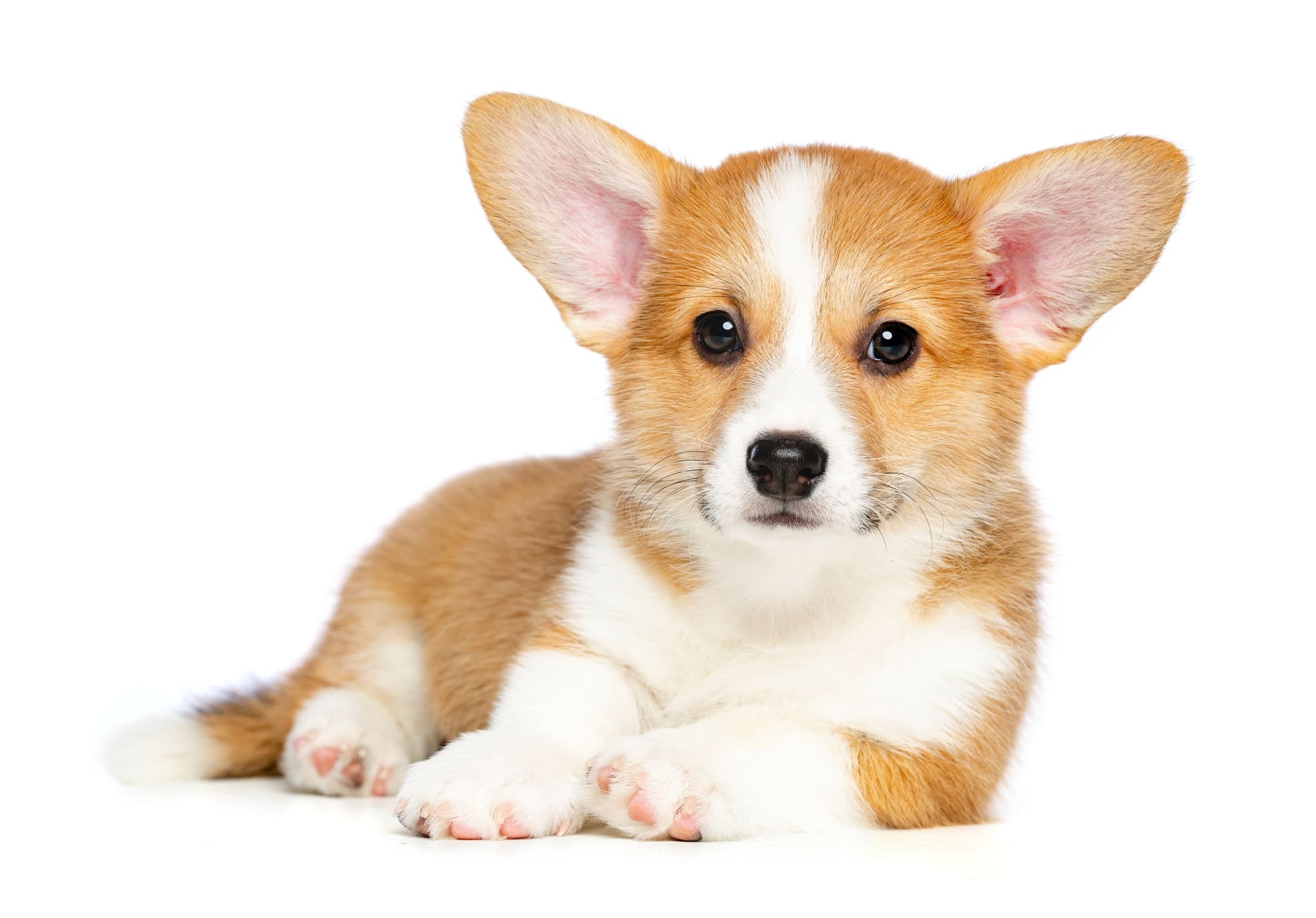 Corgi genetic sale testing
