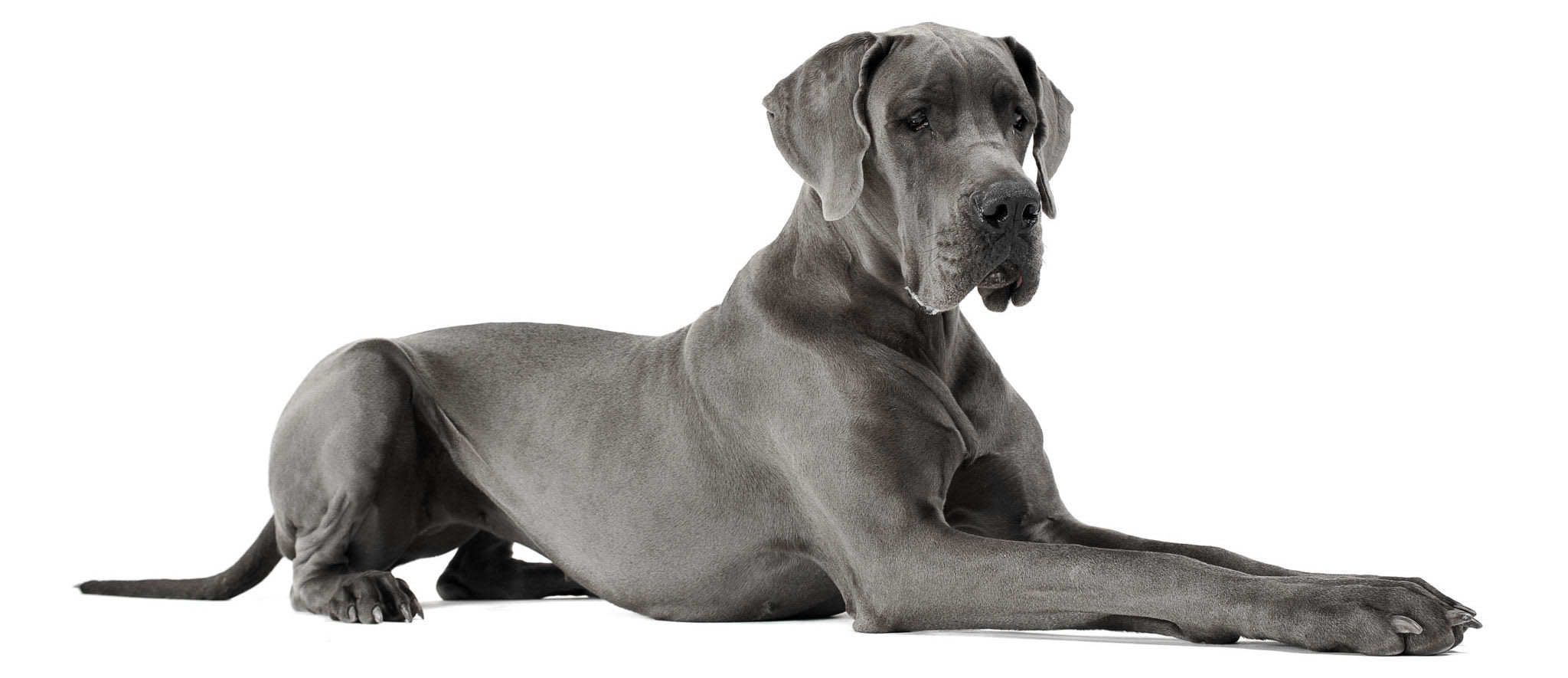Go to "A Guide to Great Danes" article