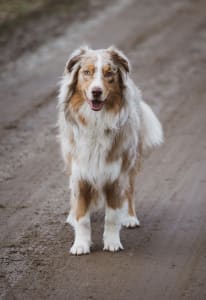 Merle Coat Pattern