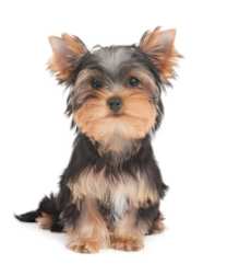 embark yorkie puppy