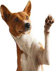 basenji