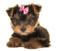 embark yorkie puppy pink bow