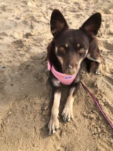 magnolia adoption mother's day
