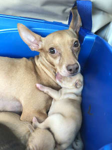 nina adoption mother's day