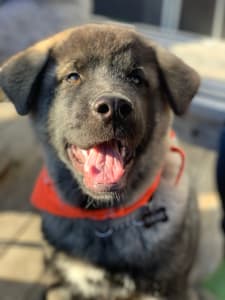 Malamute mix
