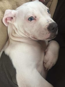 Gracie the service dog