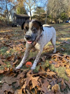 A mixed-breed dog plays outside in the leaves