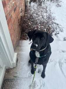 A black dog sits on the doorstep with snow on his nose.