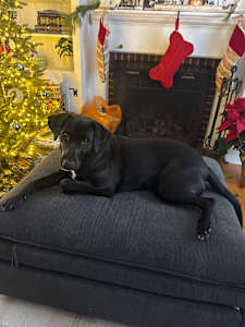 A black dog lays on a cushion next to a fireplace with a stocking on it and a Christmas tree in the background.