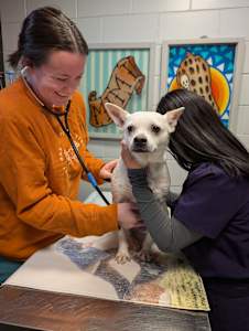 Haniff gets a veterinary checkup.