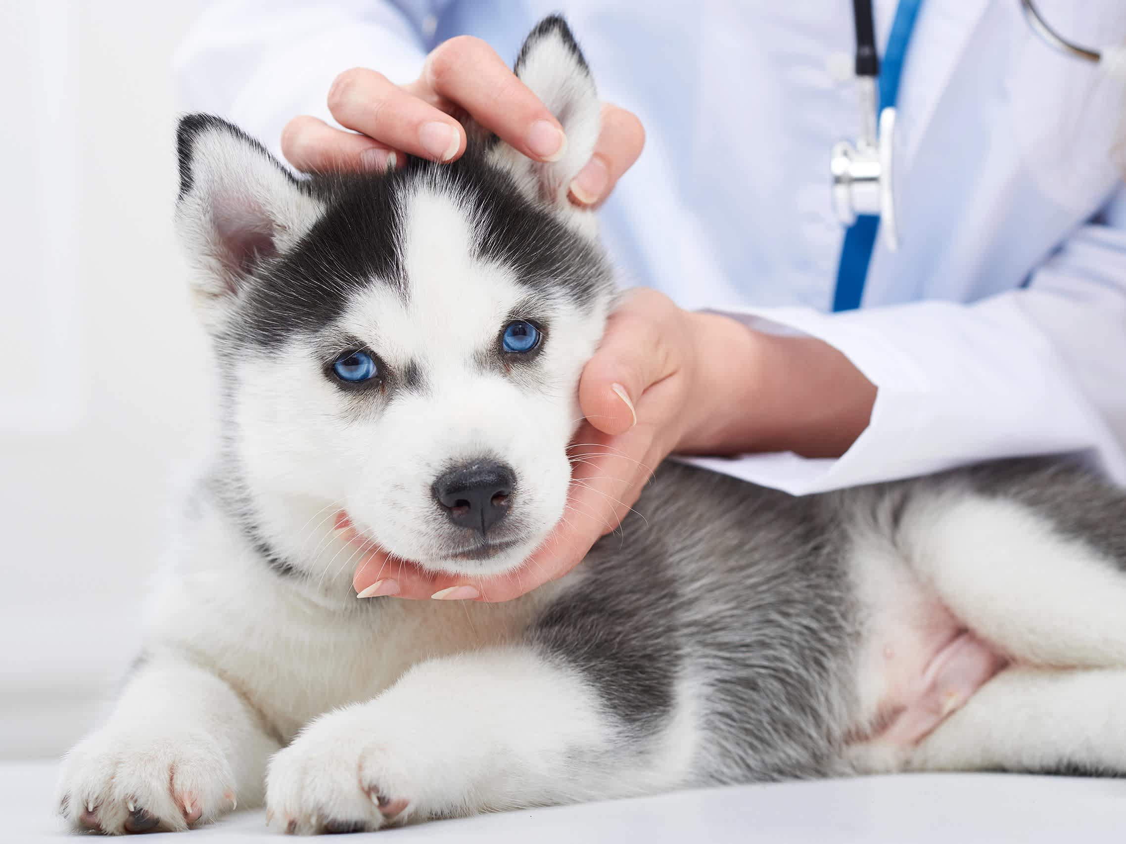 Go to "Meet Embark’s Veterinary Geneticist Service Team" article