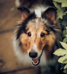 embark feline friendly dogs 4