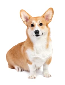 Pembroke Welsh Corgi