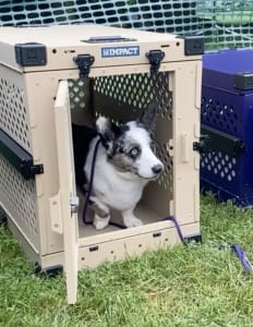 Corgi Takes Crate test